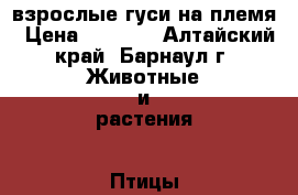  взрослые гуси на племя › Цена ­ 1 000 - Алтайский край, Барнаул г. Животные и растения » Птицы   . Алтайский край